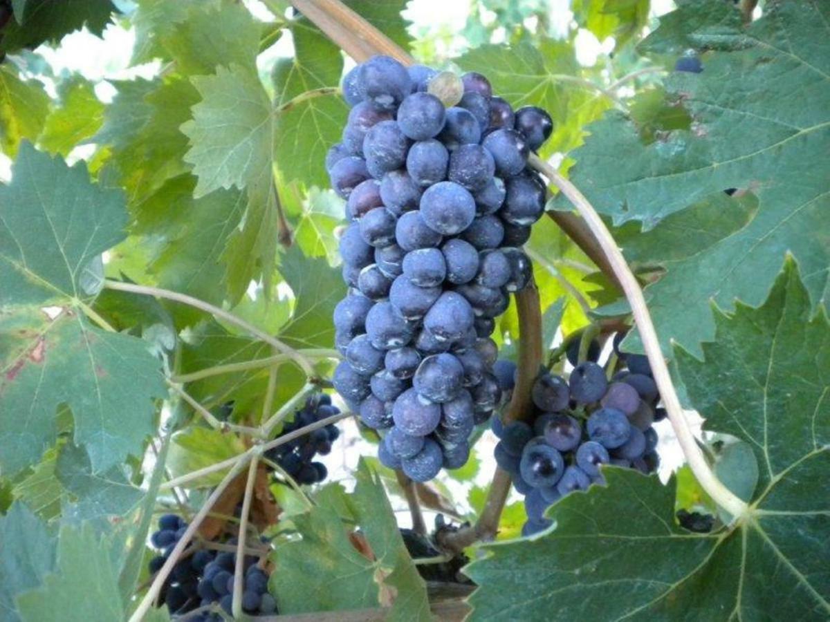 Agriturismo Il Melo Valfabbrica Esterno foto