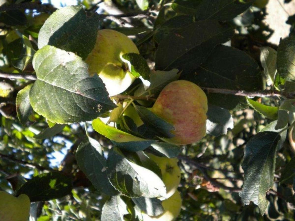 Agriturismo Il Melo Valfabbrica Esterno foto