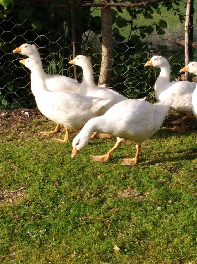 Agriturismo Il Melo Valfabbrica Esterno foto